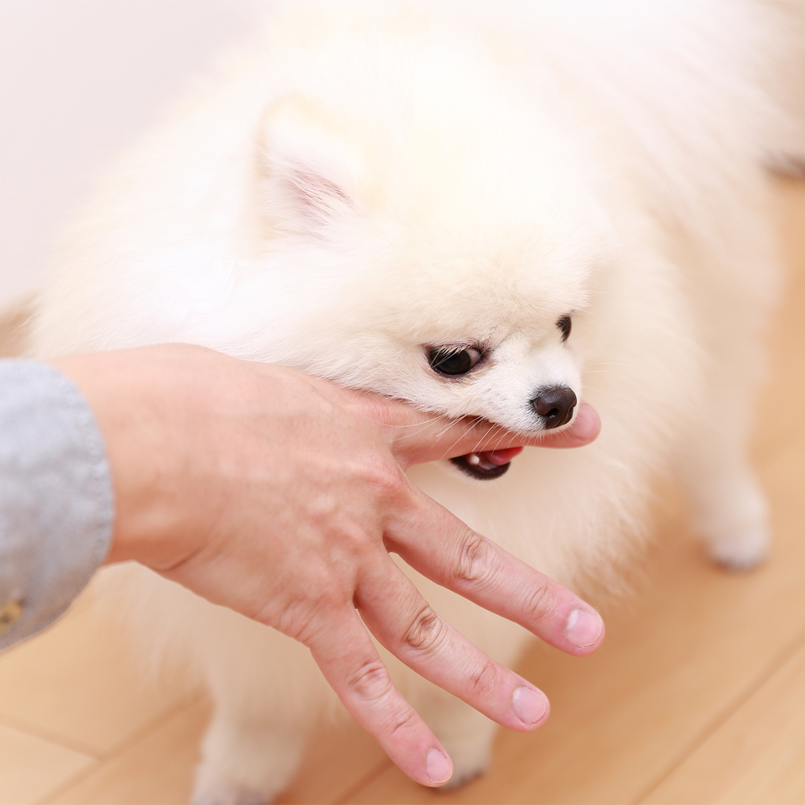 狂犬病予防接種(法律で義務付けられた予防接種)